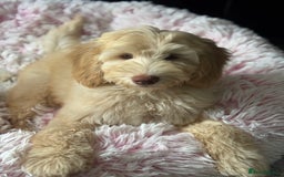 Australian Labradoodle dogs for sale: Genuine Australian Labradoodle (not poodle-lab mix in Wallington - Image 2