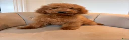 Cockapoo dogs for sale: LICENSED BREEDER QUALITY HEALTH TESTED COCKAPOOS - Advert 1