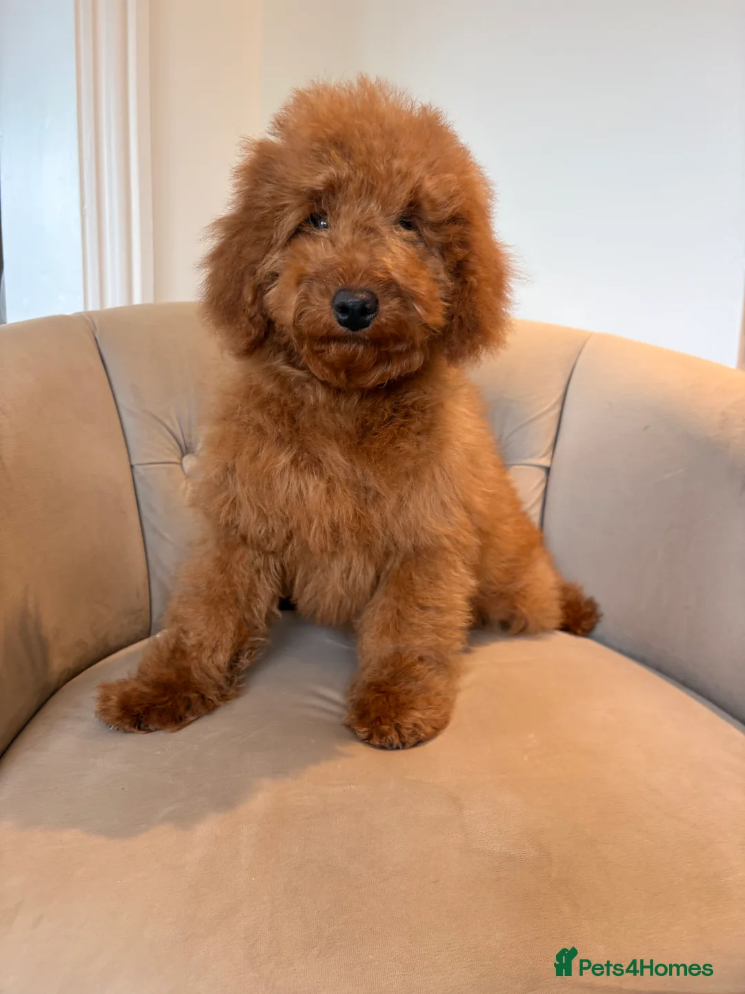Cockapoo dogs for sale: LICENSED BREEDER QUALITY HEALTH TESTED COCKAPOOS - Advert 1