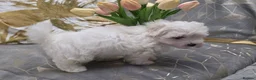 Maltese dogs for sale: Adorable Maltese Puppies- Ready Now  - Advert 2