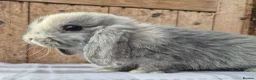 Mini Lop rabbits for sale: Mini lop babys ready now  - Advert 1