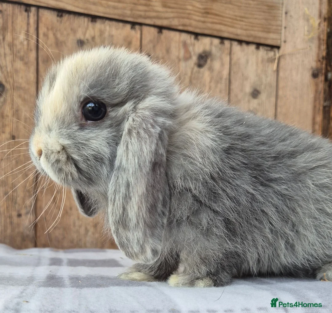 Mini Lop rabbits for sale: Mini lop babys ready now  - Advert 1