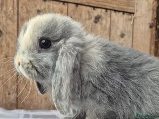 Mini Lop rabbits Mini lop babys ready now - Advert 5