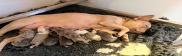 Mixed Breed dogs for sale: English Bulldog X French Bulldog Hybrids in Bognor Regis - Advert 6