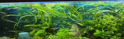 Platies fish for sale: Guppies for sale - Advert 4