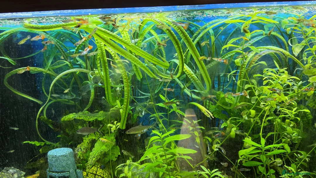 Platies fish for sale: Guppies for sale - Advert 4