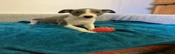 Whippet dogs for sale: Whippet  - Advert 6