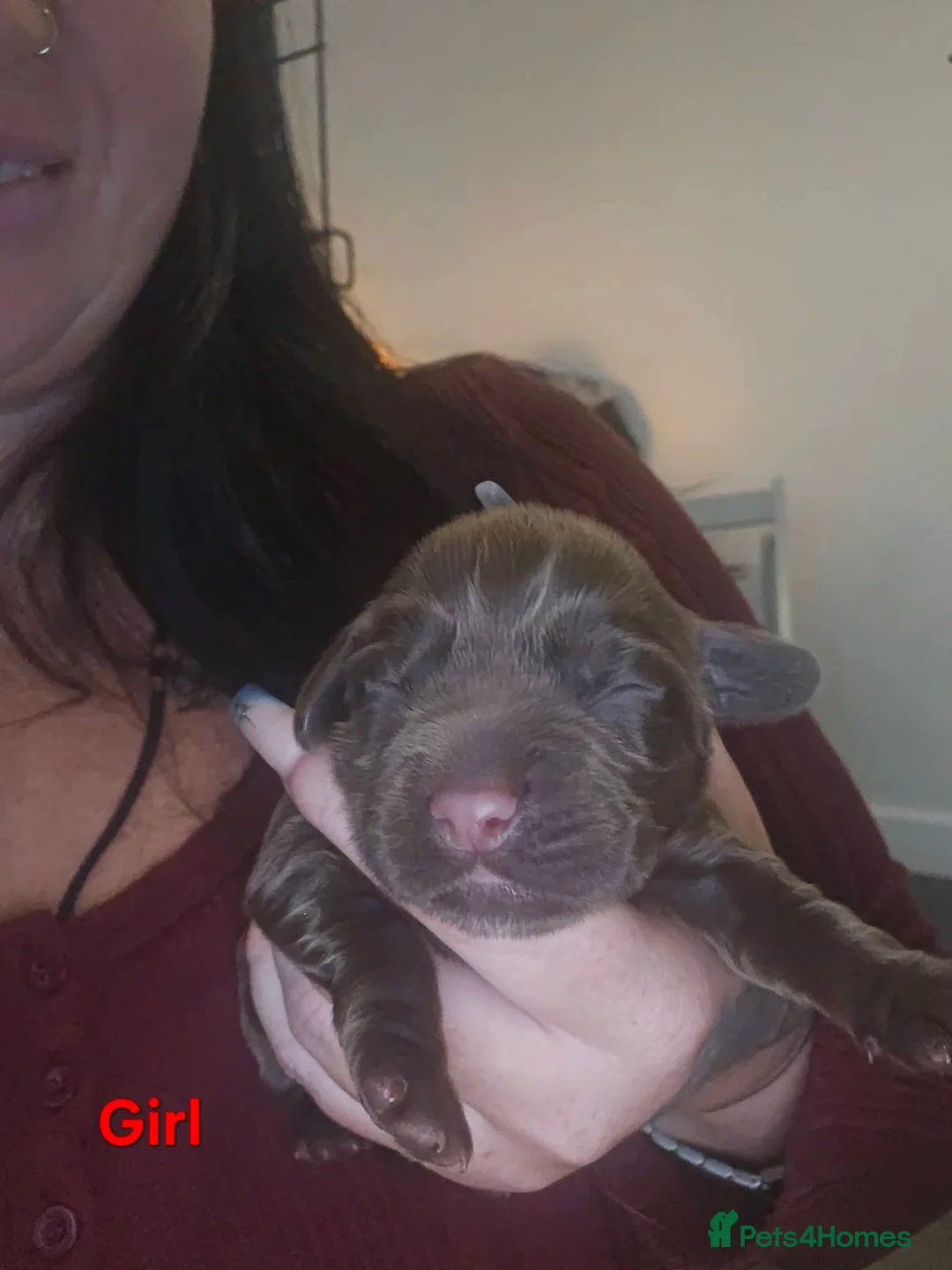 Cocker Spaniel dogs for sale: Beautiful cocker puppies - Advert 2