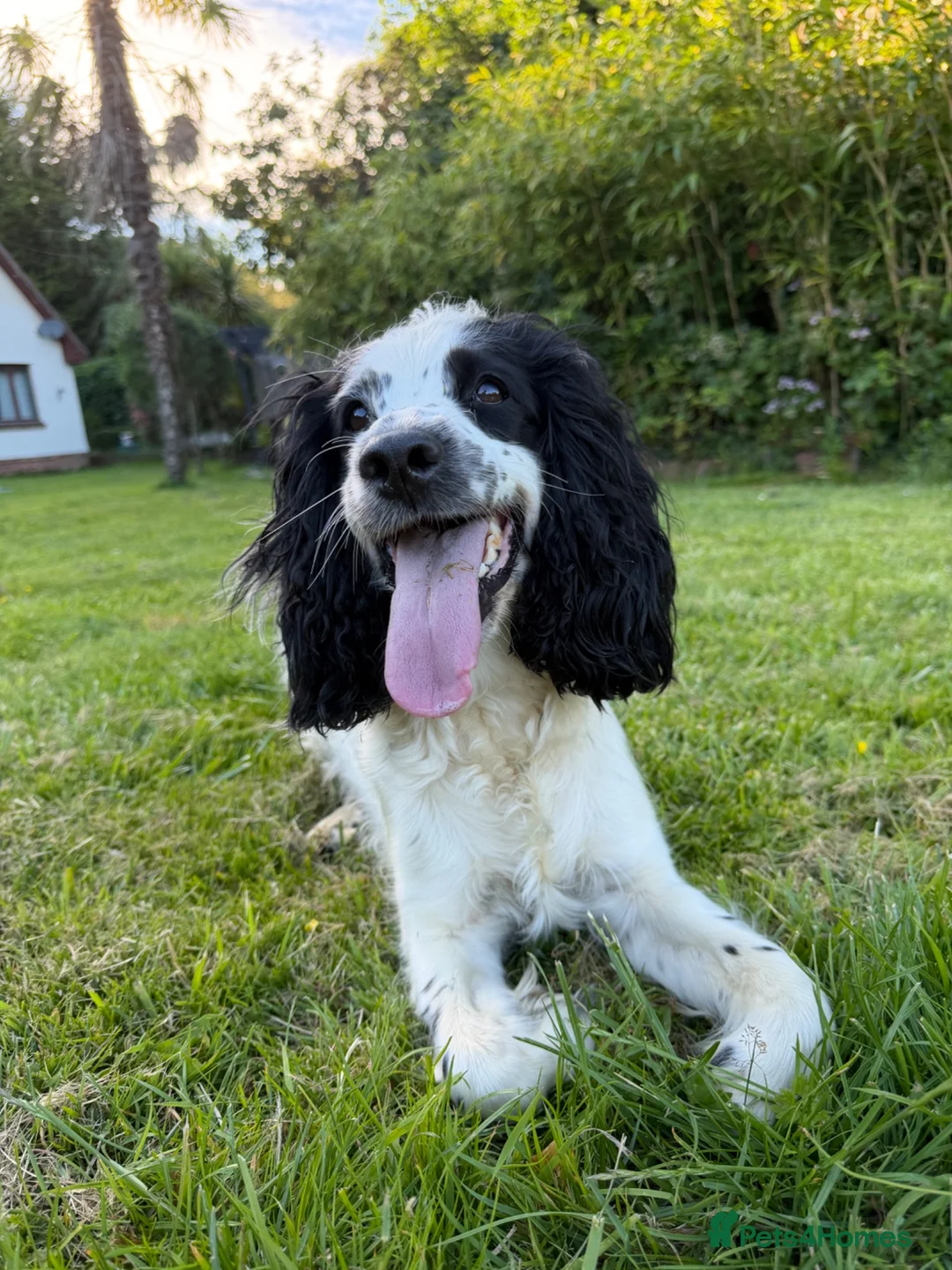 Sprocker dogs for sale: Sprocker spaniel - Ready for their forever home   in Ottery Saint Mary - Advert 9