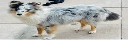Shetland Sheepdog dogs for sale: Beautiful blue Merle girl Shetland sheepdog  - Advert 1