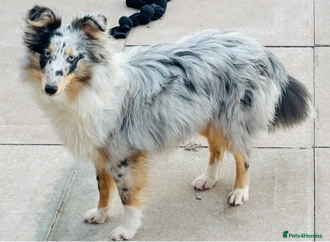 Shetland Sheepdog dogs for sale: Beautiful blue Merle girl Shetland sheepdog  - Advert 1