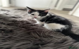 Domestic Shorthair cats for sale: 4 domestic kittens  - Image 5
