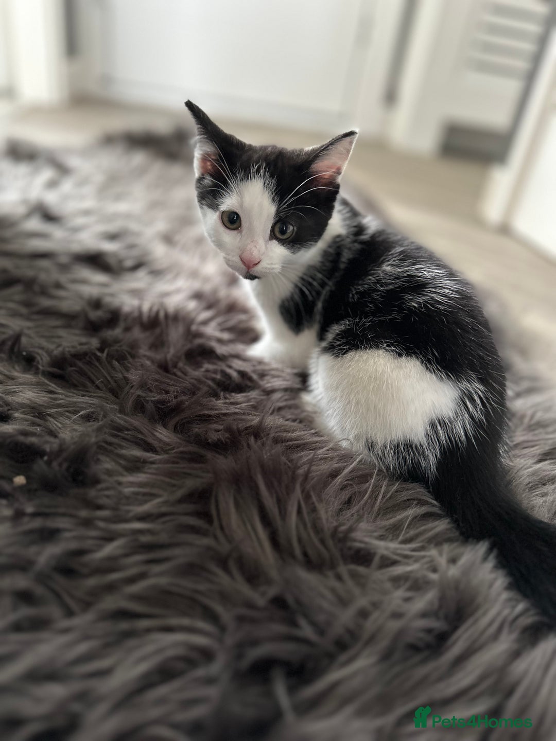 Domestic Shorthair cats for sale: 4 domestic kittens  - Image 5