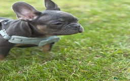 French Bulldog dogs for sale: Price reduced!Kc French bulldog last puppy - Image 28