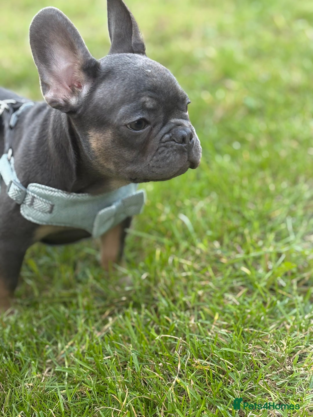 French Bulldog dogs for sale: Price reduced!Kc French bulldog last puppy - Image 28