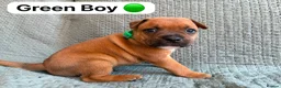 Staffordshire Bull Terrier dogs for sale: Stunning Red Staffordshire Bull Terrier Puppies - Advert 9