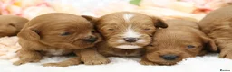 Cavapoo dogs for sale: *HEALTH TESTED* CAVAPOOS - Advert 13