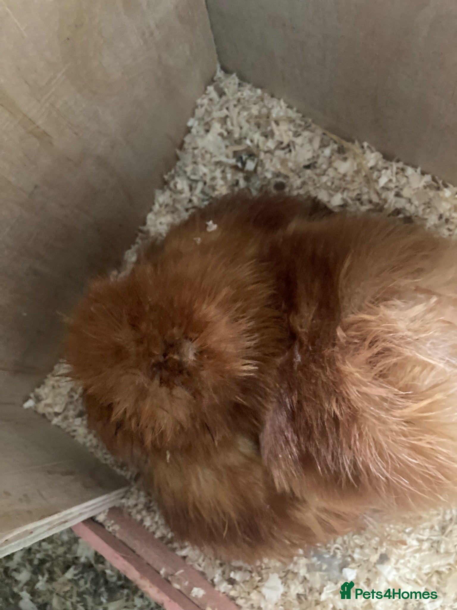 Chickens poultry Broody silkie bantam - Advert 1