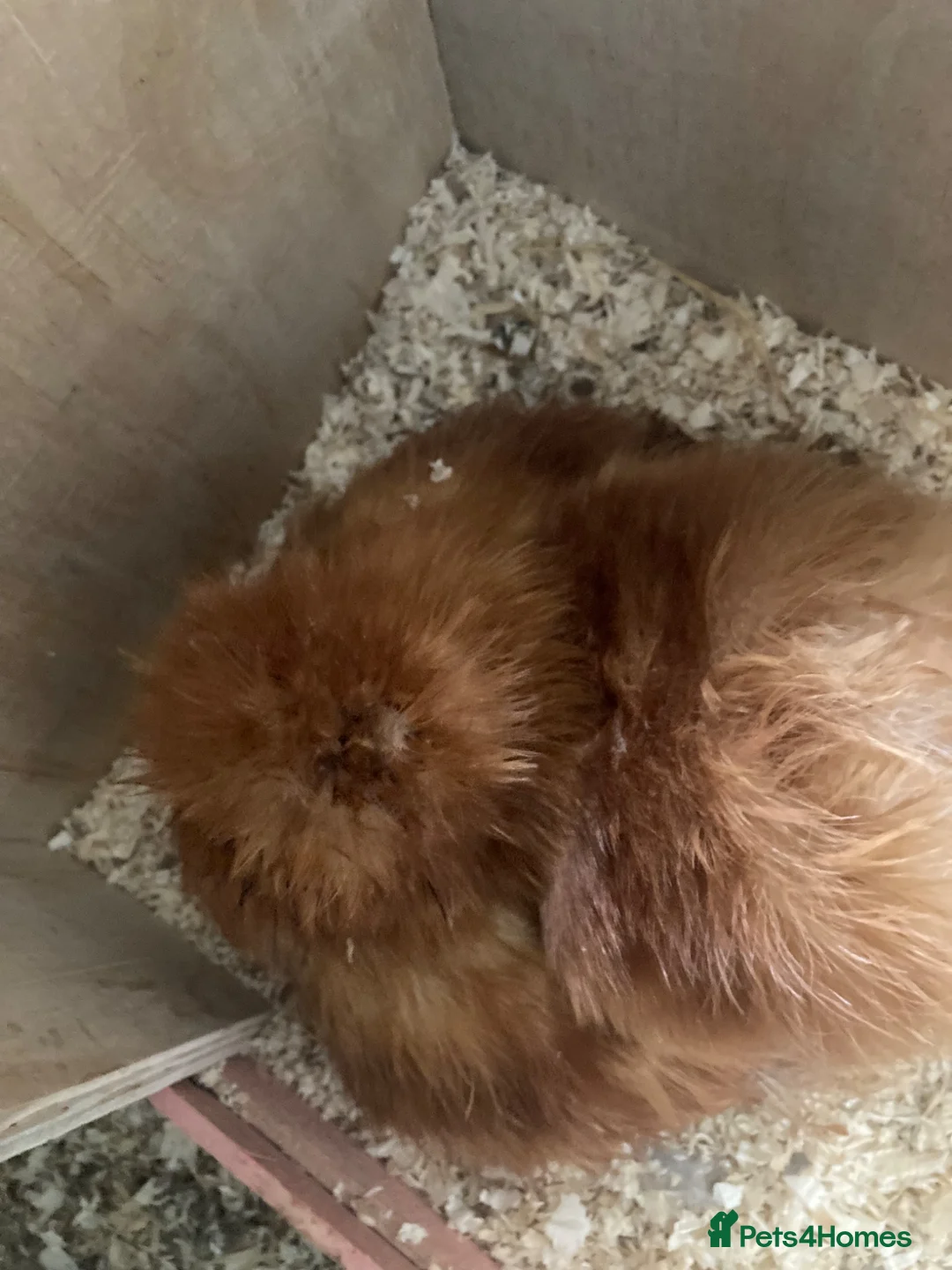 Chickens poultry for sale: Broody silkie bantam - Advert 1