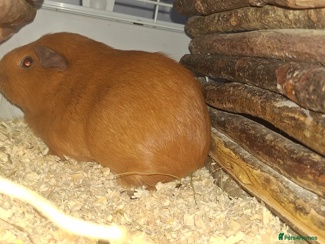 Guinea Pig rodents for sale: Two female guinea pigs in Aberdare - Advert 4