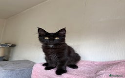 Maine Coon cats for sale: Pedigree GCCF Russian Import line Maine Coons - Image 25