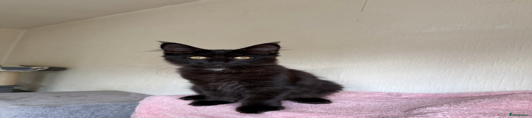 Maine Coon Kitten 5