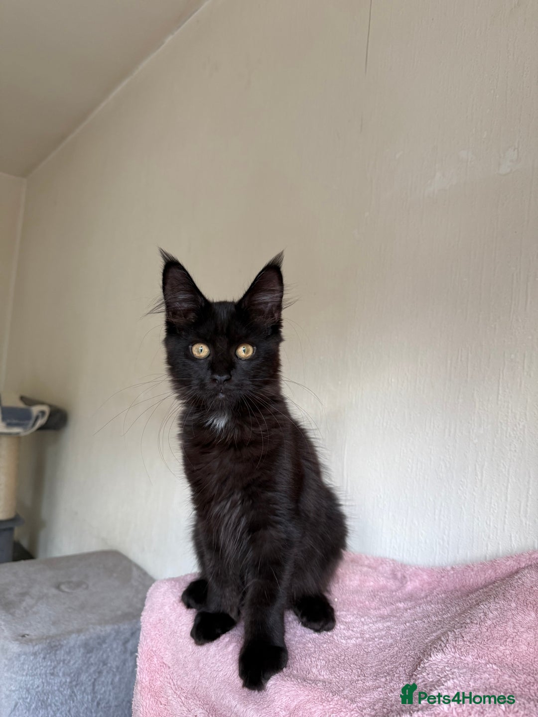 Maine Coon cats for sale: Pedigree GCCF Russian Import line Maine Coons - Image 25