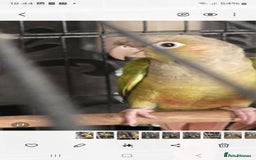 Conures birds for sale: Conures - Image 3