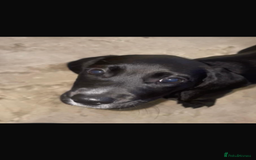 Bocker dogs for sale: Bocker - Image 6