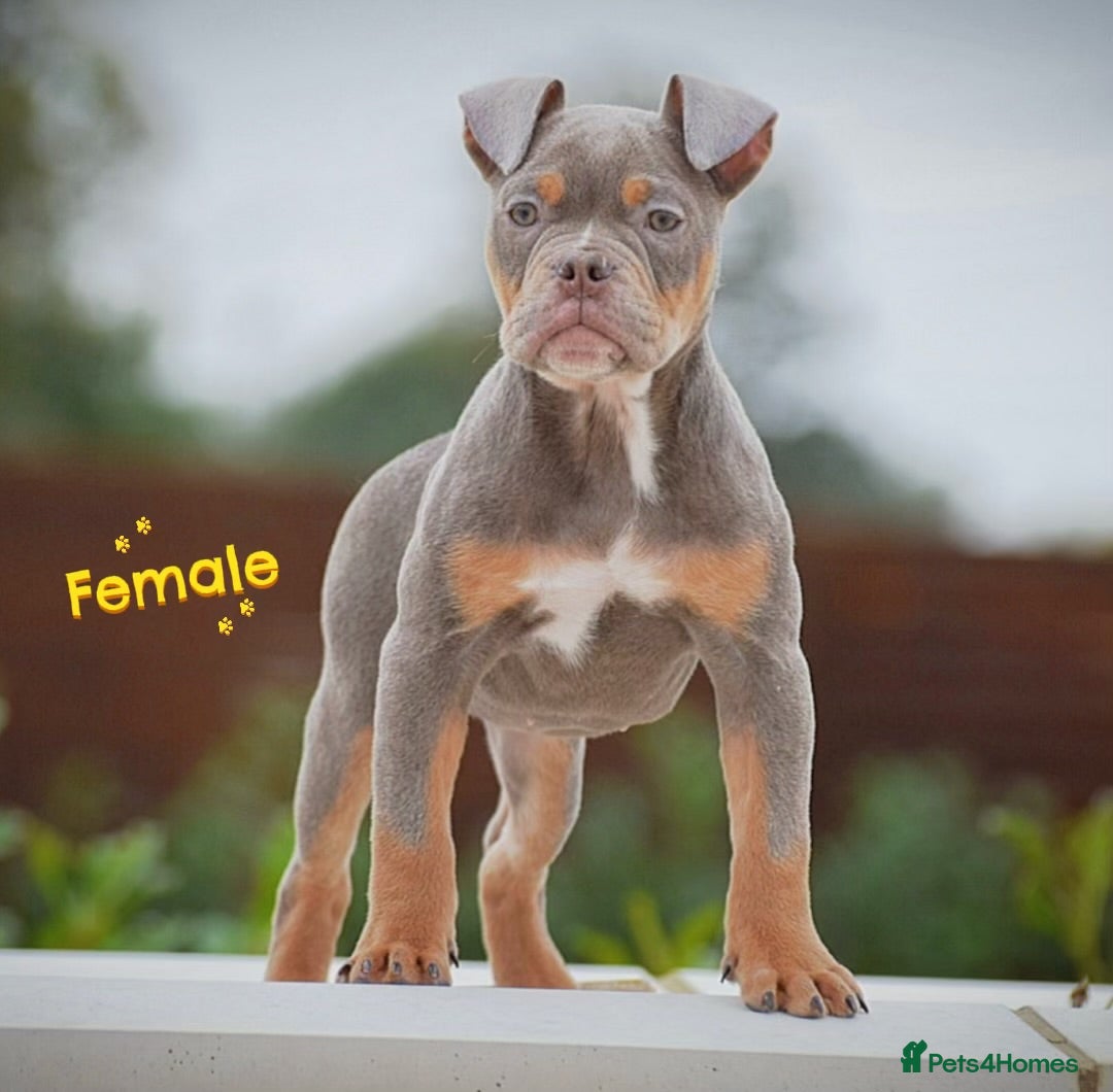 Old Tyme Bulldog dogs for sale: Why Settle for Less? 5⭐️Rated, 23 Years Experience - Image 2