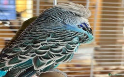 Budgerigars birds for sale: 🐦 Handsome Blue Budgie looking for a New Home! 🏡 - Image 2