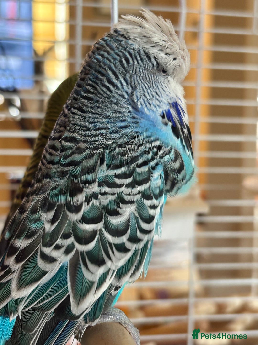 Budgerigars birds for sale: 🐦 Handsome Blue Budgie looking for a New Home! 🏡 - Image 2