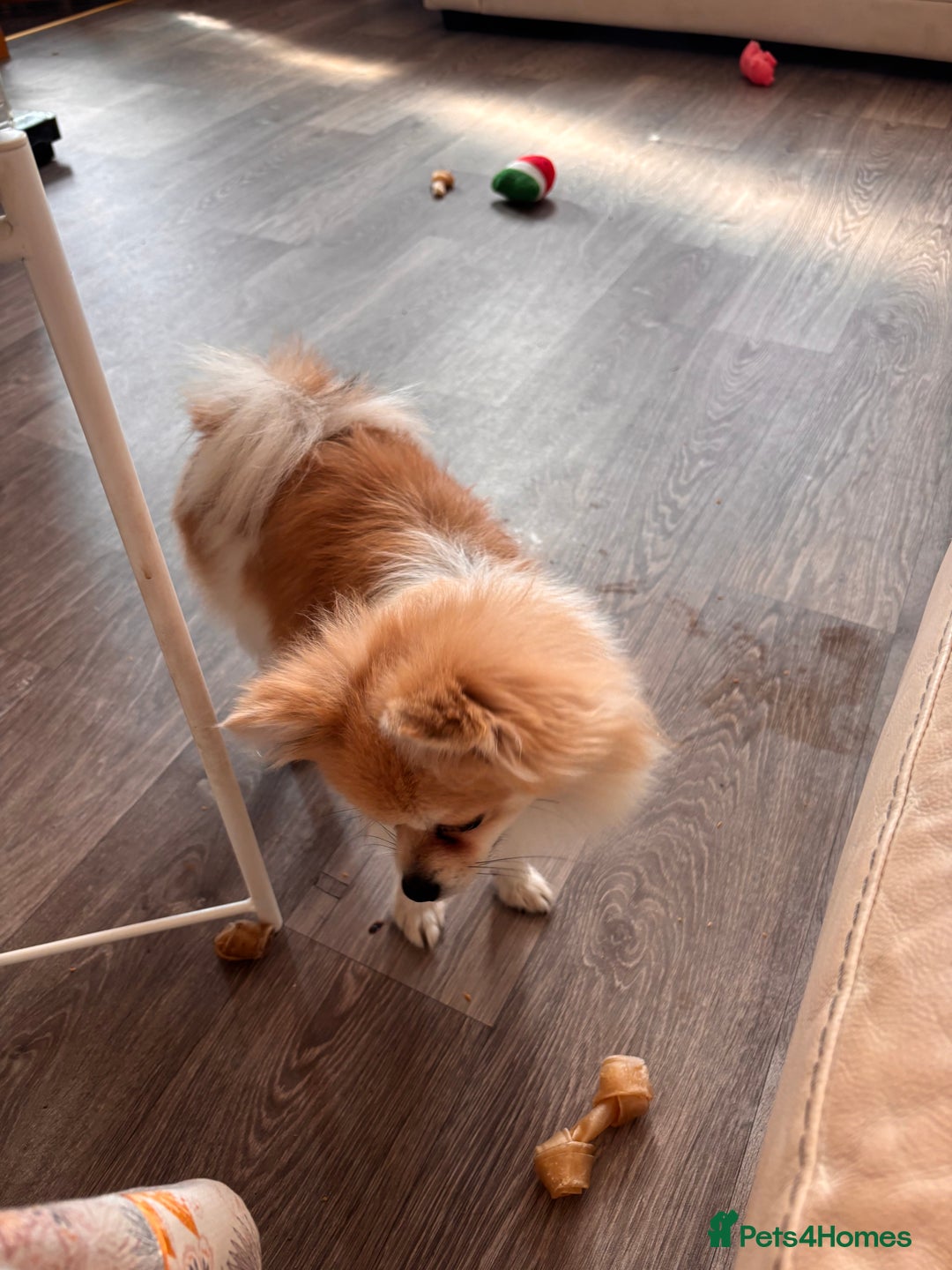 Chihuahua dogs for sale: Long haired chihuahua for sale - Image 4
