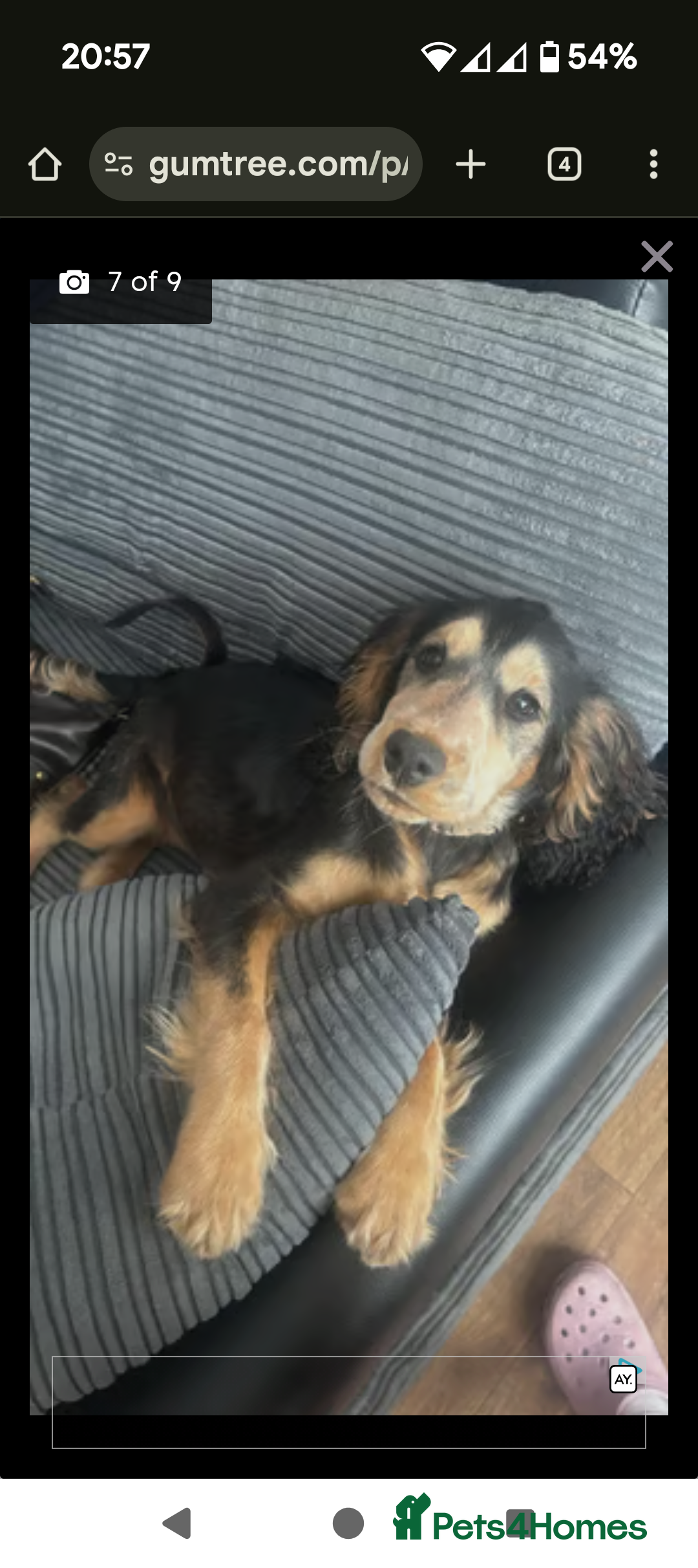 Cocker Spaniel dogs for sale: 8 month old cocker spaniel  - Image 3