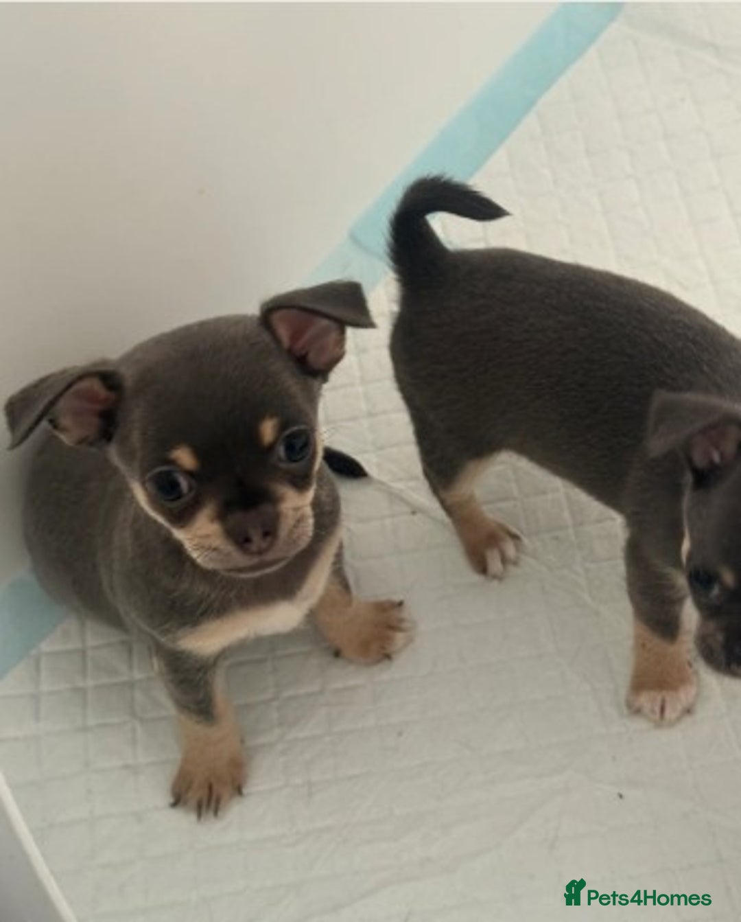 Chihuahua dogs for sale:  Stunning Blue & Lilac Tri Chihuahua Puppies  - Advert 9