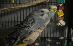 Budgerigars birds for sale: 2 male hand reared budgies with full set up - Image 3