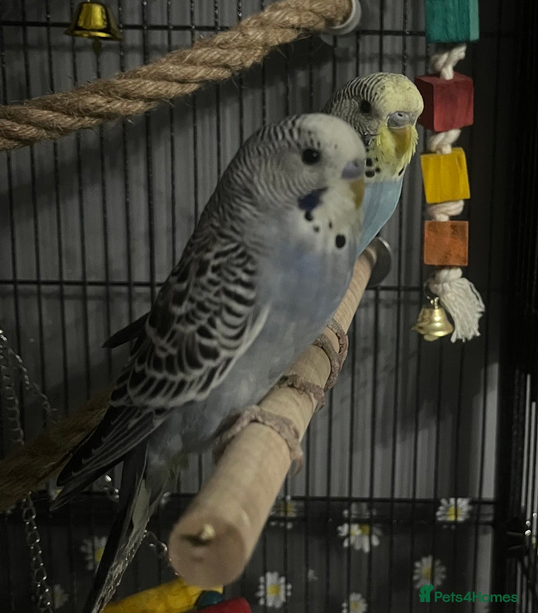 Budgerigars birds for sale: 2 male hand reared budgies with full set up - Image 3