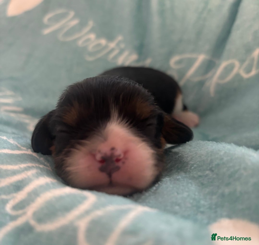 Cavalier King Charles Spaniel dogs for sale: 💛Beautiful Cavalier King Charles Spaniels💛 - Advert 9