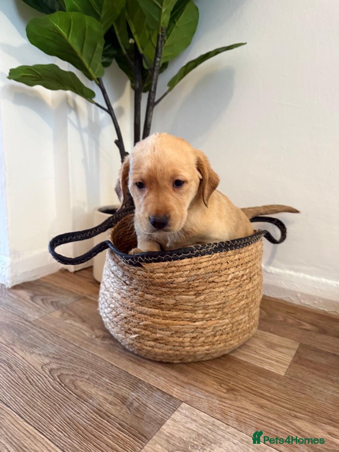 Labrador Retriever dogs for sale: Labrador pups for sale  - Advert 26
