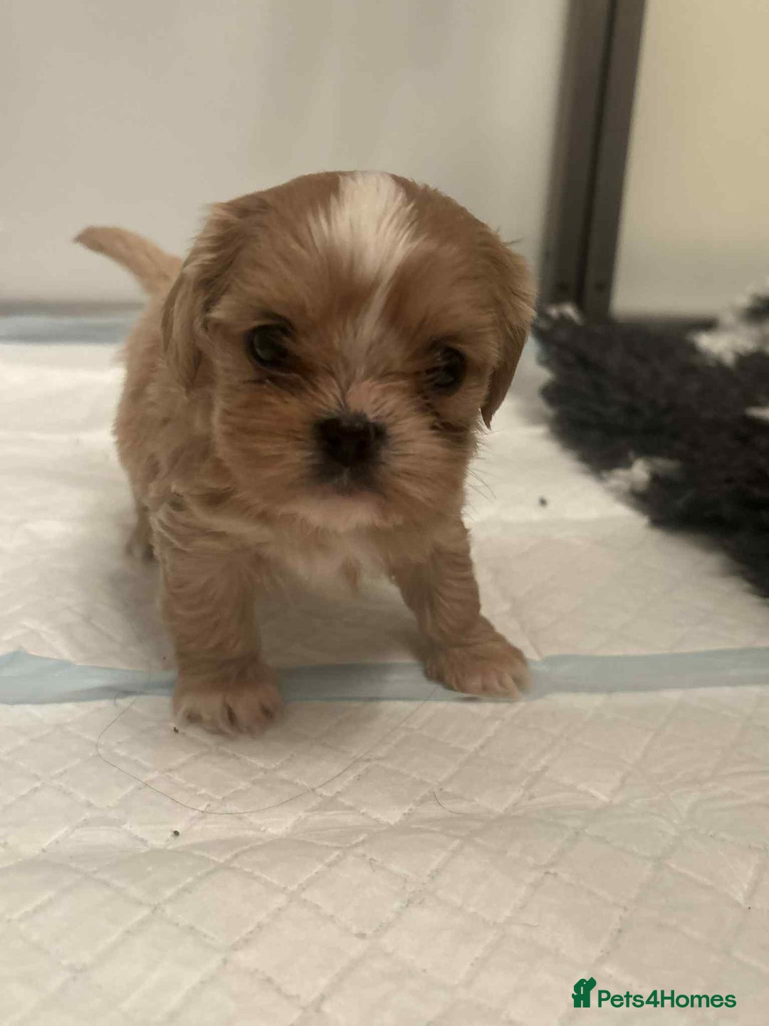 Cava Tzu dogs for sale: Absolutely amazing bundle of cuteness cava - shih - Advert 15