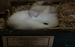 Lionhead rabbits for sale: Angora X lionhead male- NOW RESERVED - Image 6