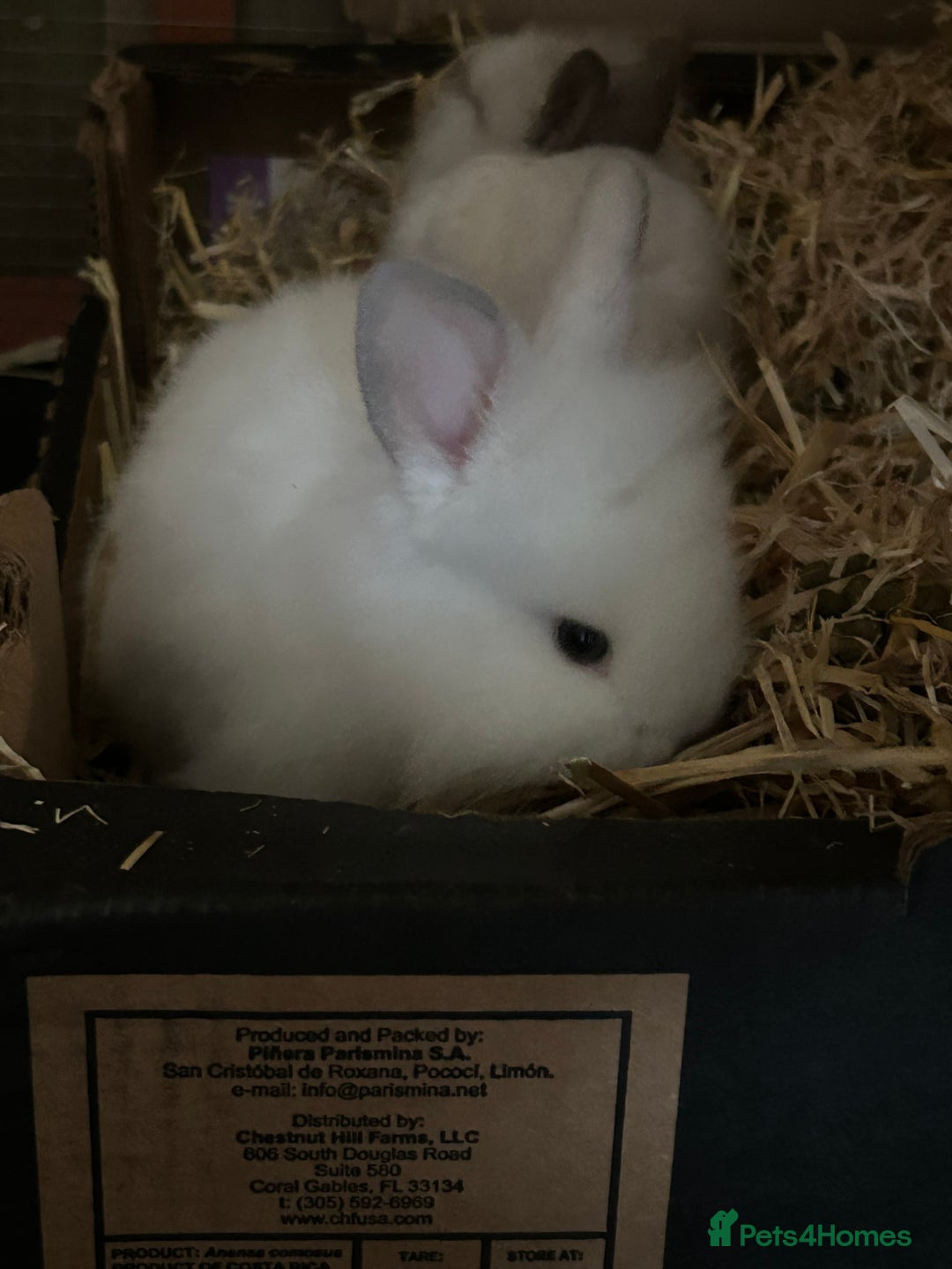 Lionhead rabbits for sale: Angora X lionhead male- NOW RESERVED - Image 6