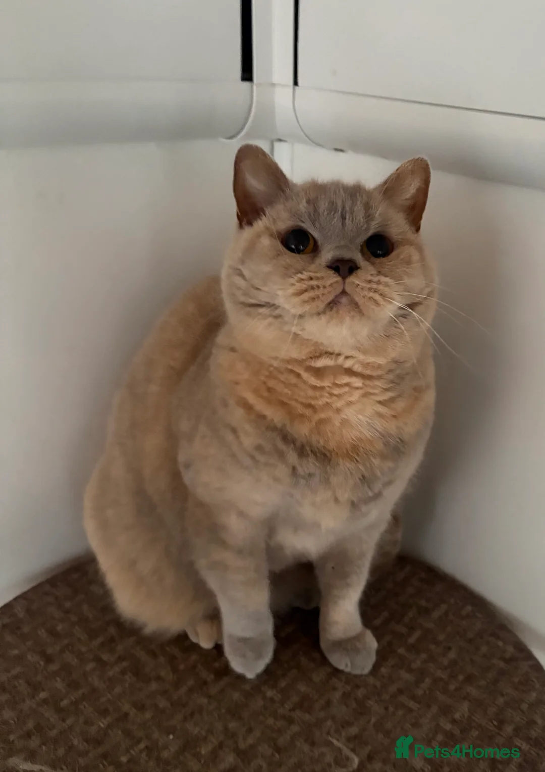 British Shorthair cats for sale: Retired Queen British Shorthair - Advert 2
