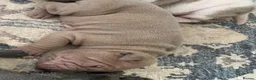 Shar Pei dogs for sale: Beautiful shar pei puppies - Advert 11