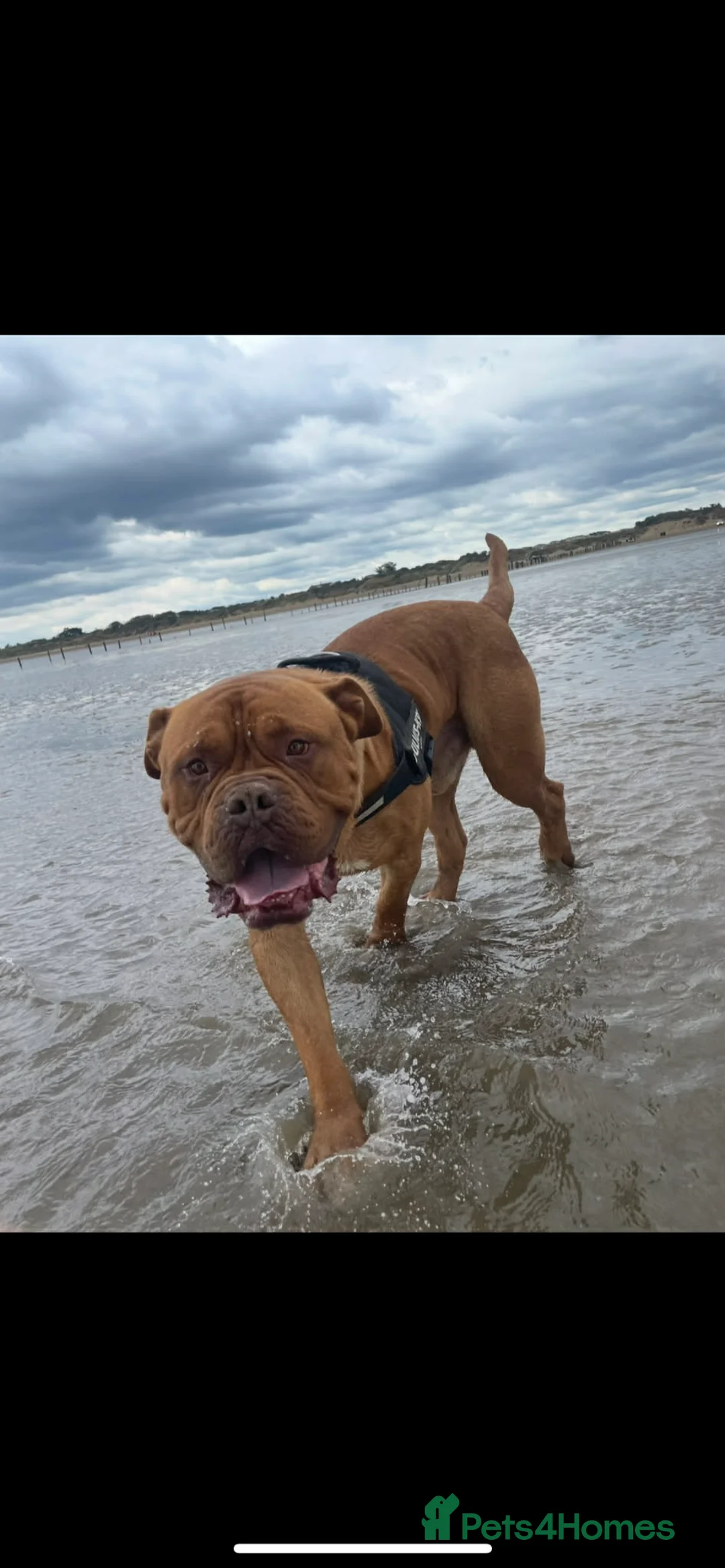 Dogue De Bordeaux dogs for stud: STUD PURE DOGUE DE BORDEAUX  - Advert 6