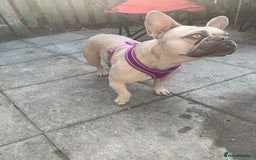French Bulldog dogs for sale: 3 year old girl French bulldog  - Image 4