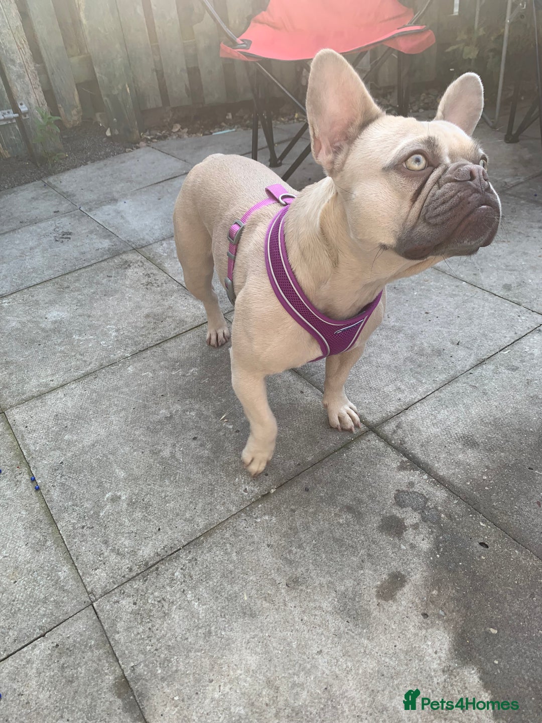 French Bulldog dogs for sale: 3 year old girl French bulldog  - Image 4