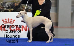 Italian Greyhound dogs for sale: Italian greyhound puppies KC reg European Lineage in Leeds - Image 17