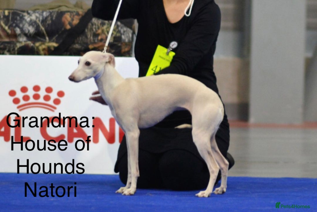 Italian Greyhound dogs for sale: Italian greyhound puppies KC reg European Lineage in Leeds - Image 17