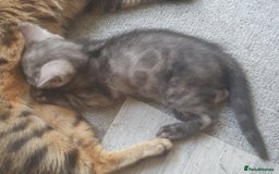 Bengal cats for sale: Silver bengal kitten  - Image 4